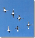 Avian-migration-Swans